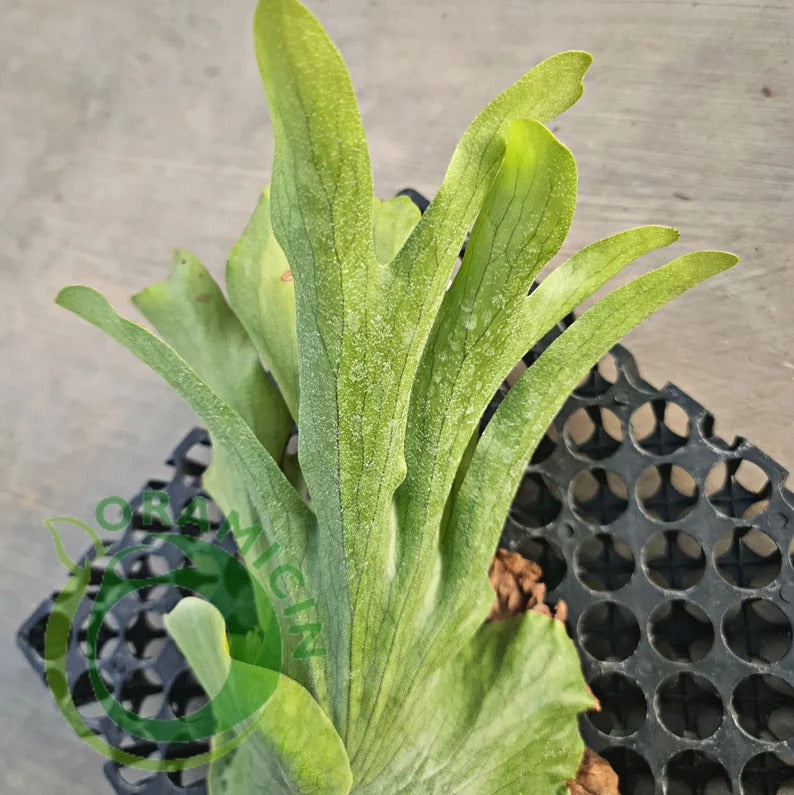 Platycerium Wandae Tropical Plants ORAMICIN
