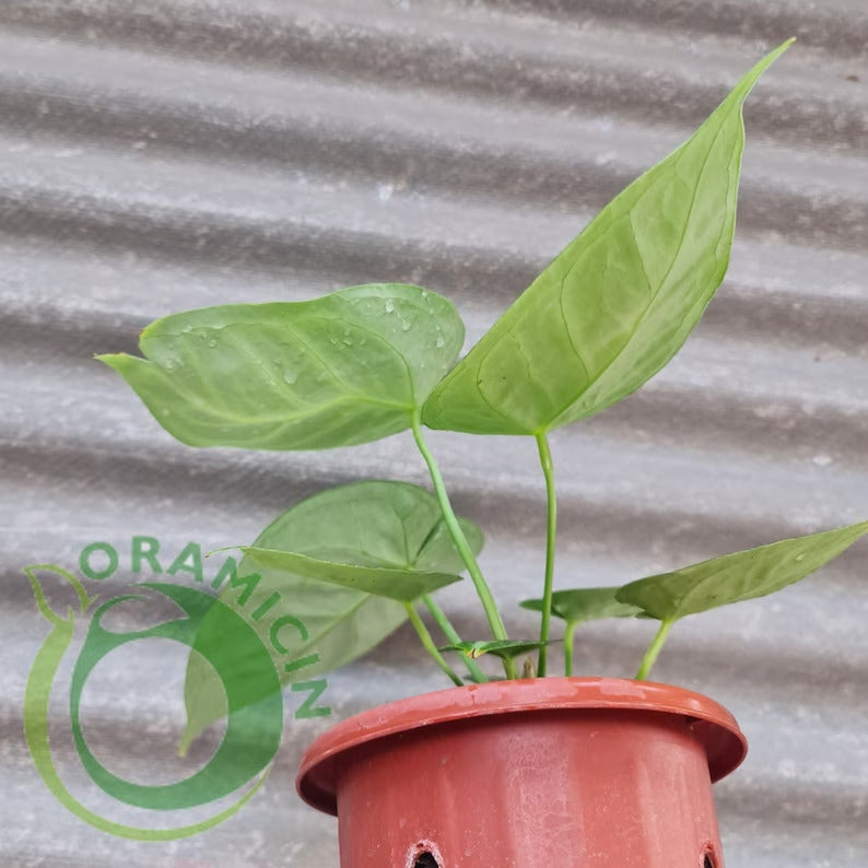 Anthurium Silver Blush Dorayaki ORAMICIN