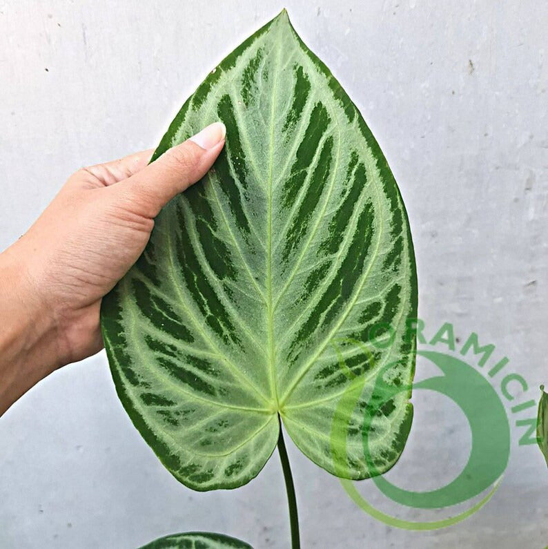 anthurium crystal blush Anthurium Super Silver Blush – oramicin