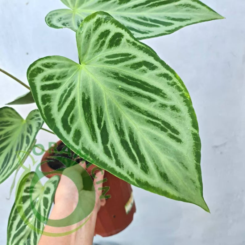 anthurium silver arrow Anthurium Super Silver Blush – oramicin