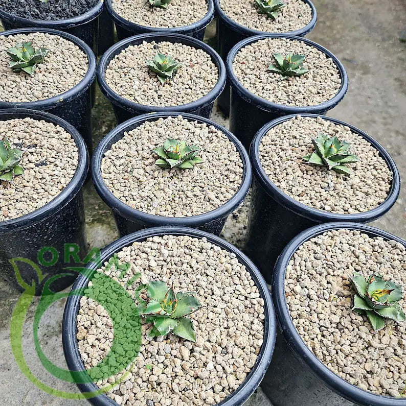Agave Titanota ORAMICIN
