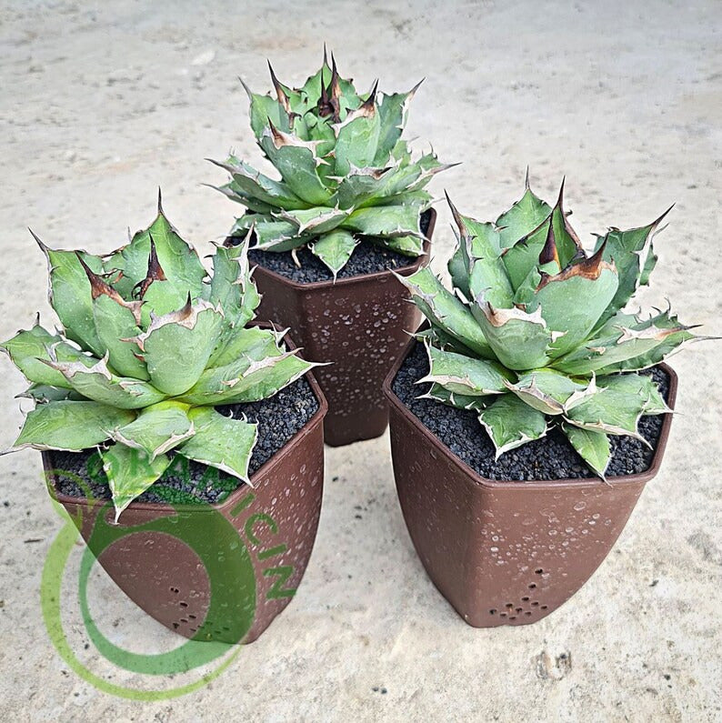 Agave Titanota ORAMICIN