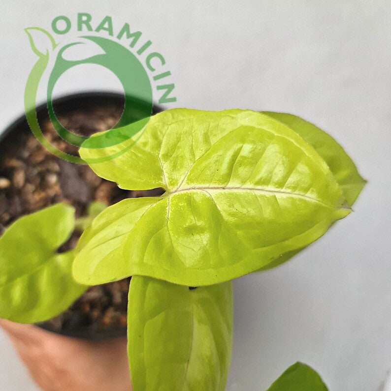 Syngonium Lime Soda Variegated Tropical Plants ORAMICIN