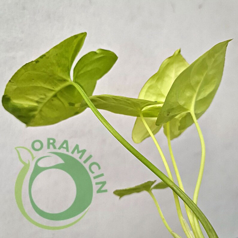 Syngonium Lime Soda Variegated Tropical Plants ORAMICIN