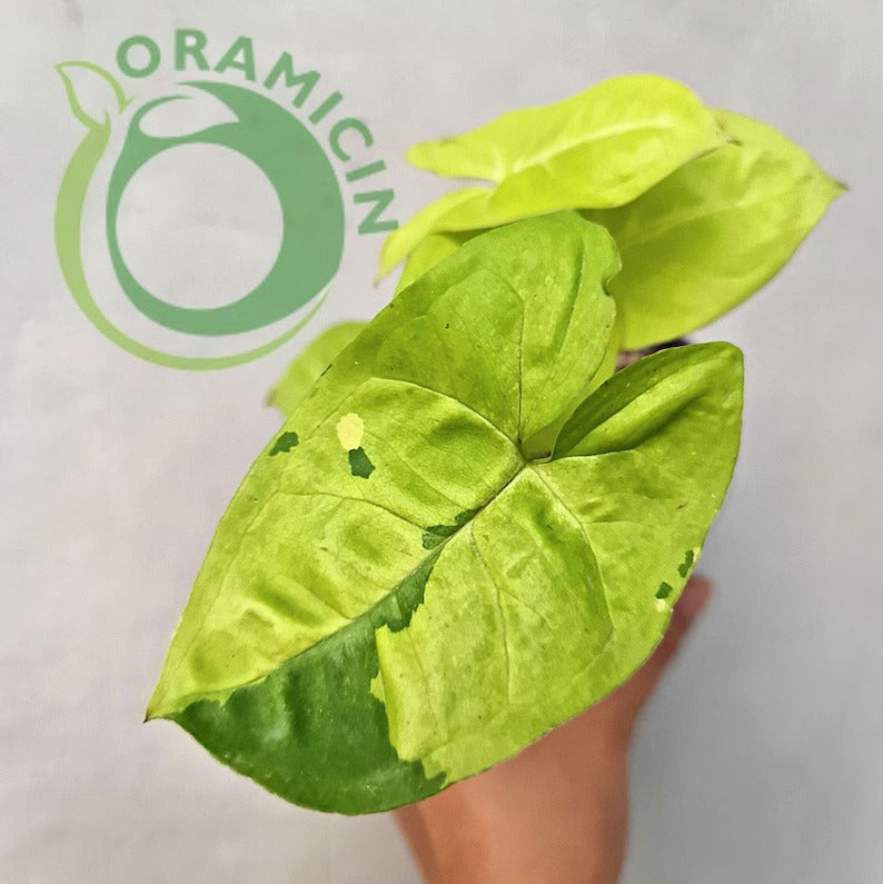 Syngonium Lime Soda Variegated Tropical Plants ORAMICIN