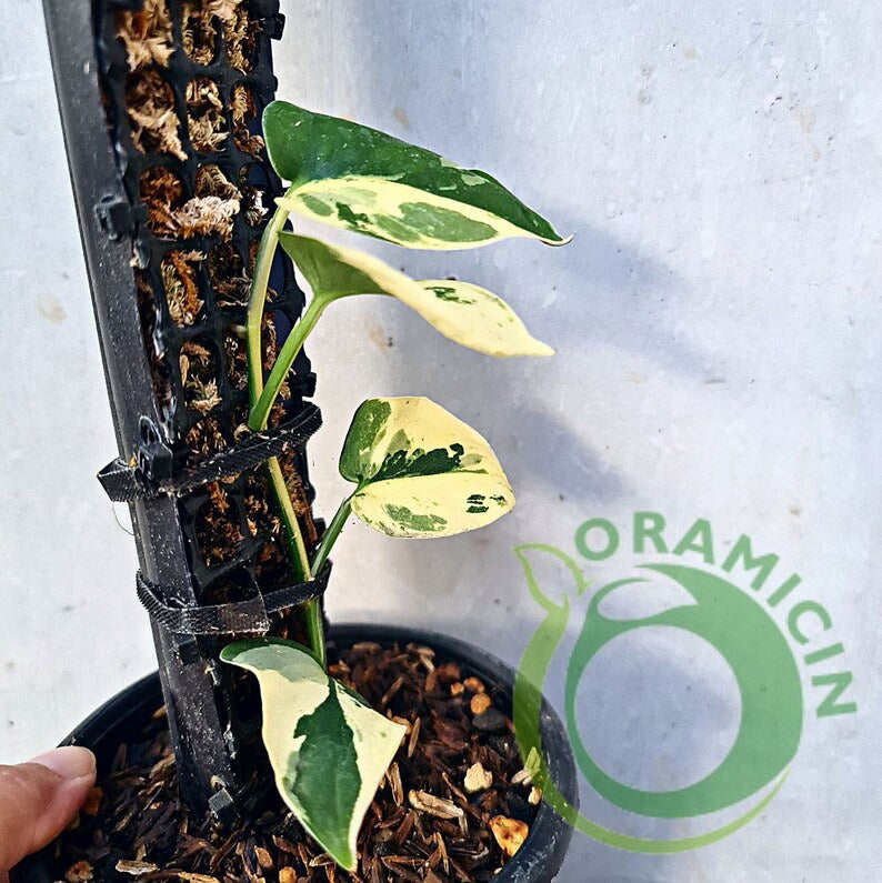 Scindapsus Blue Albo Variegated Tropical Plants ORAMICIN
