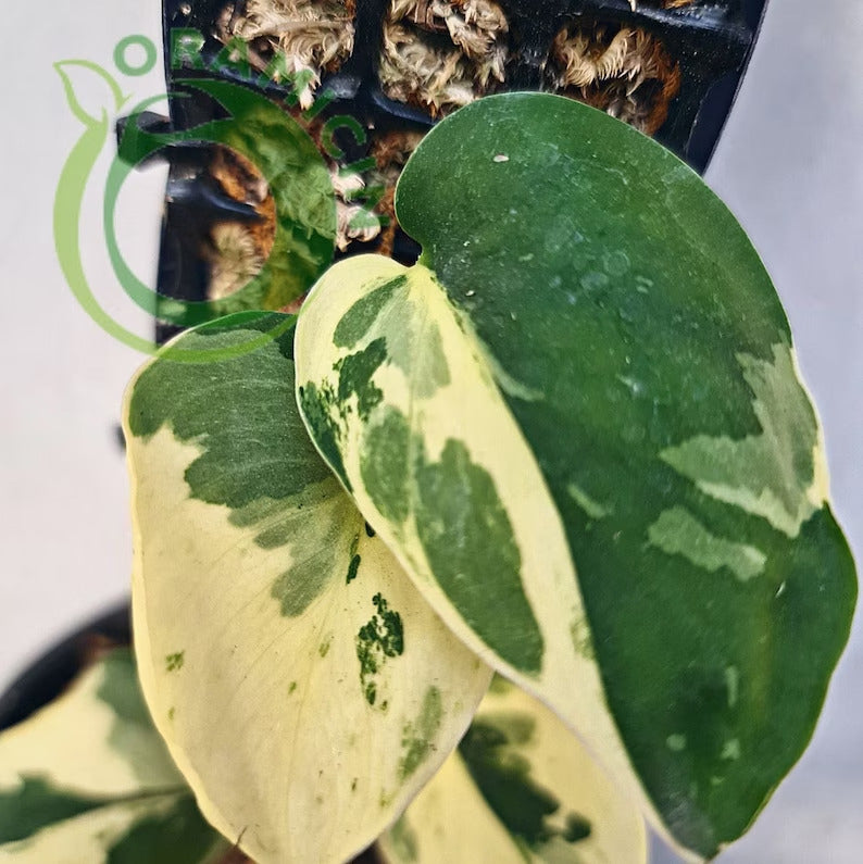 Scindapsus Blue Albo Variegated Tropical Plants ORAMICIN