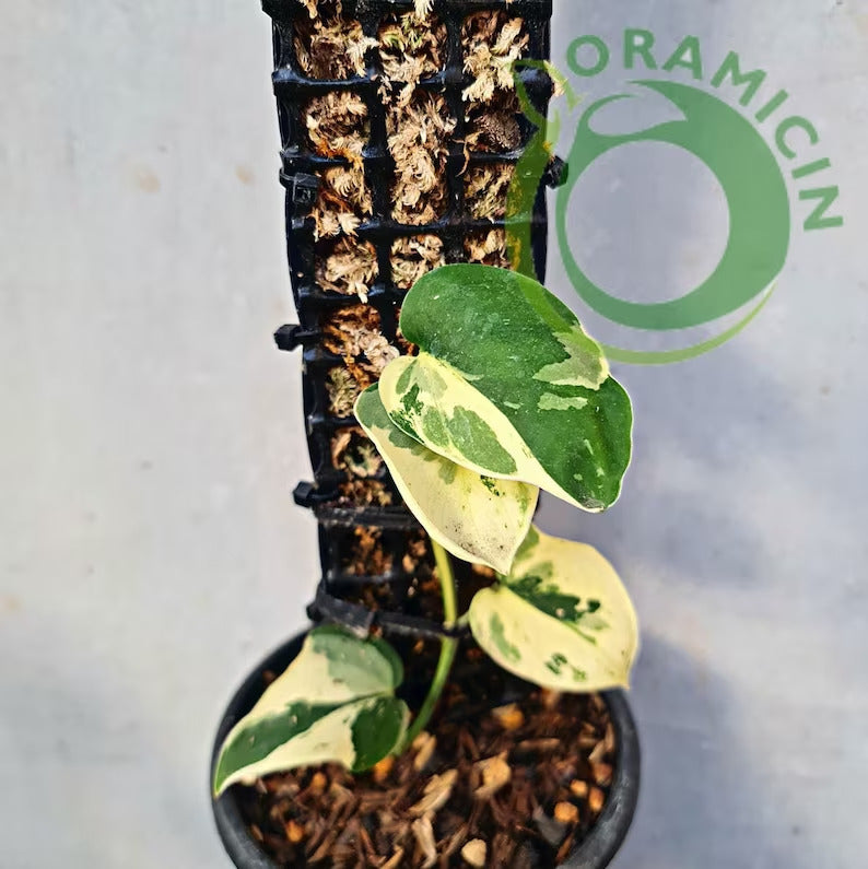 Scindapsus Blue Albo Variegated Tropical Plants ORAMICIN