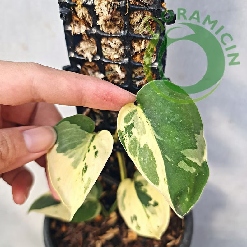 Scindapsus Blue Albo Variegated Tropical Plants ORAMICIN