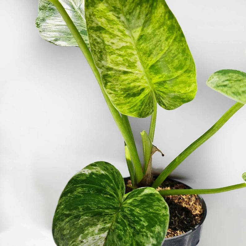Philodendron Giganteum Marble Blizzard Variegated Tropical Plants ORAMICIN