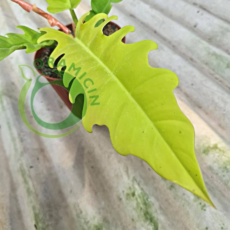 Philodendron Golden Saw Crocodile Tropical Plants ORAMICIN