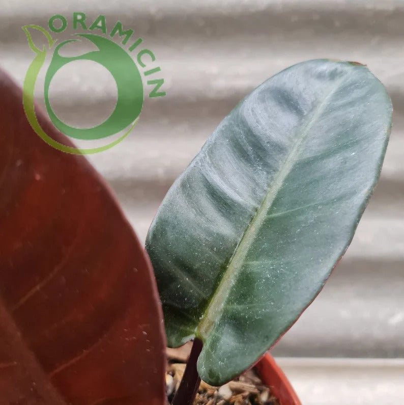 Philodendron Black Cardinal Tropical Plants ORAMICIN