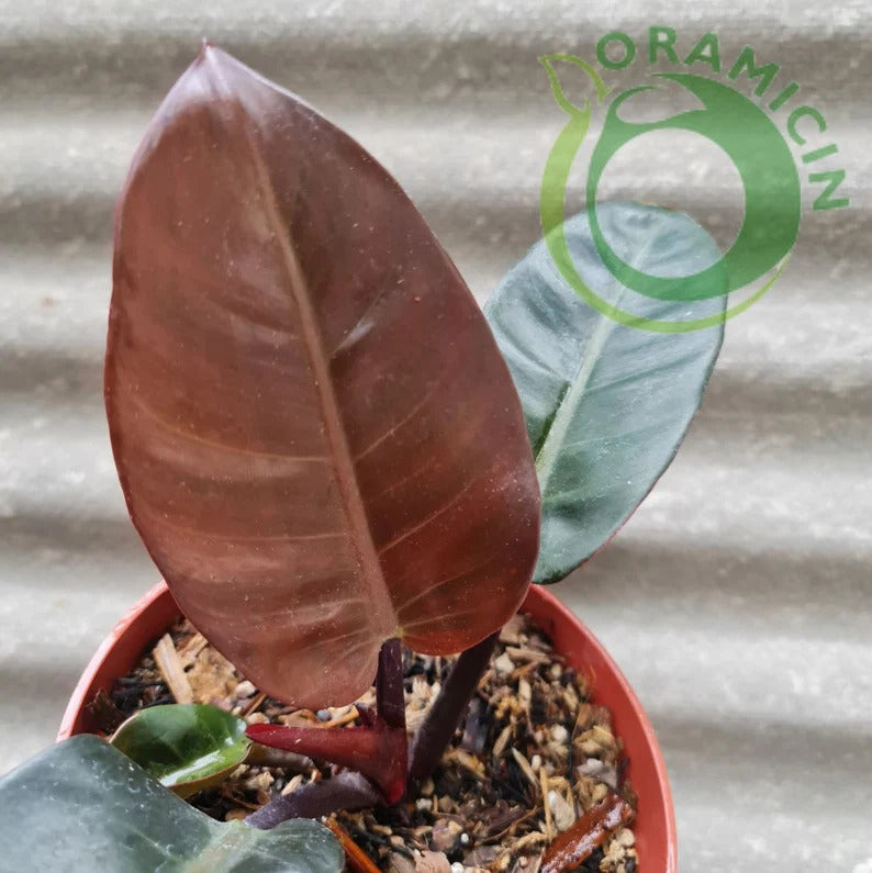 Philodendron Black Cardinal Tropical Plants ORAMICIN