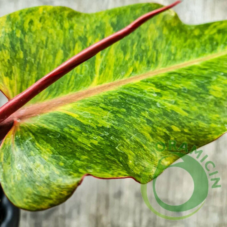 Philodendron Prince of Orange Marmalade 열대 식물 ORAMICIN