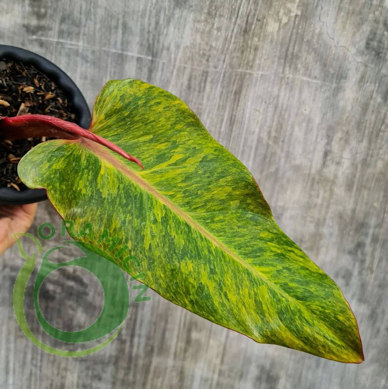 Philodendron Prince of Orange Marmalade 열대 식물 ORAMICIN