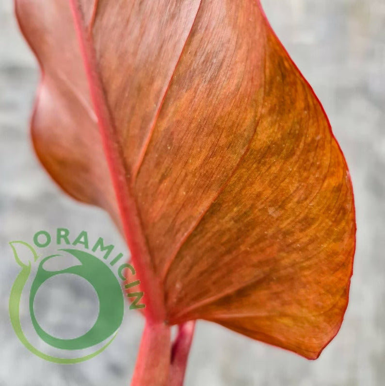 Philodendron Prince of Orange Marmalade 열대 식물 ORAMICIN