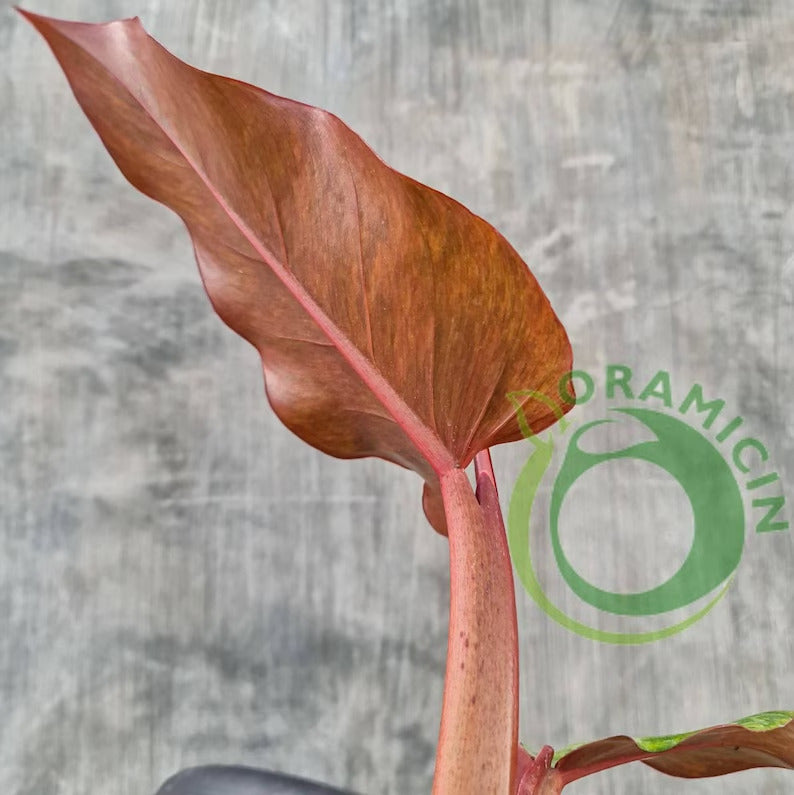 Philodendron Prince of Orange Marmalade 열대 식물 ORAMICIN