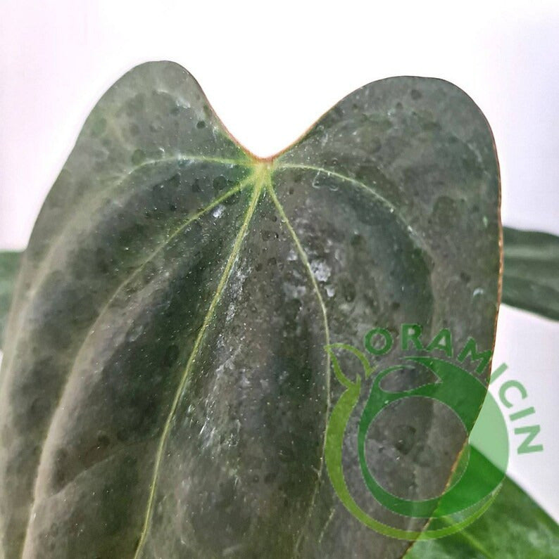 anthurium papillilaminum fort sherman Anthurium Papillaminum Fort Sherman – oramicin