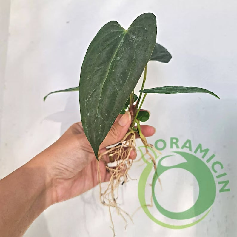 anthurium papillilaminum fort sherman Anthurium Papillaminum Fort Sherman – oramicin
