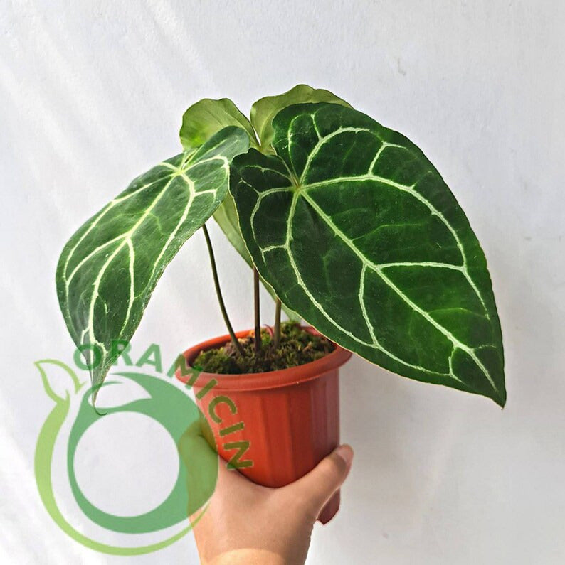 Anthurium Crystallinum Tropical Plants ORAMICIN