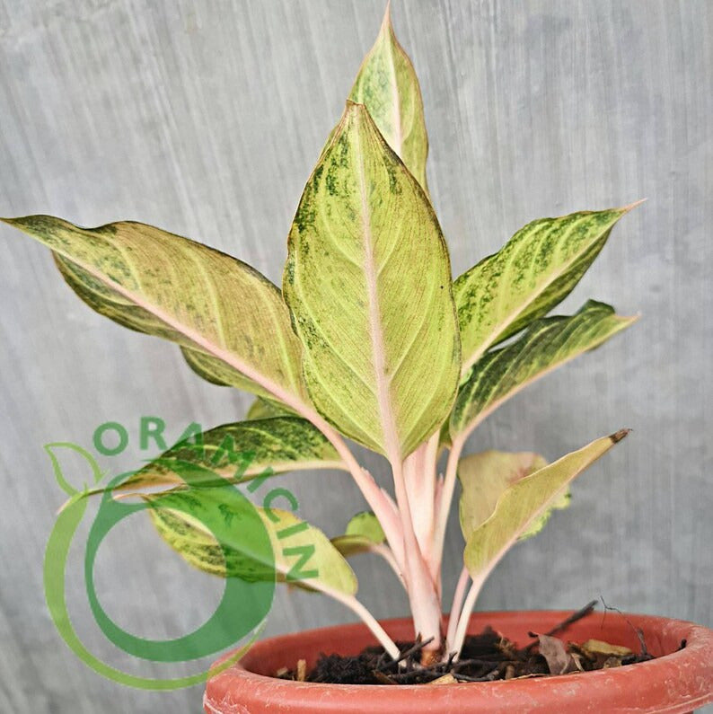 aglaonema frozen care Aglaonema Frozen