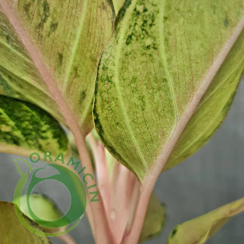 aglaonema frozen care Aglaonema Frozen