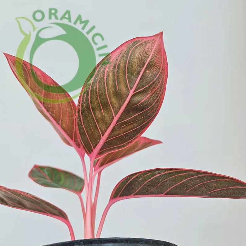 aglaonema canza Aglaonema Khanza – oramicin
