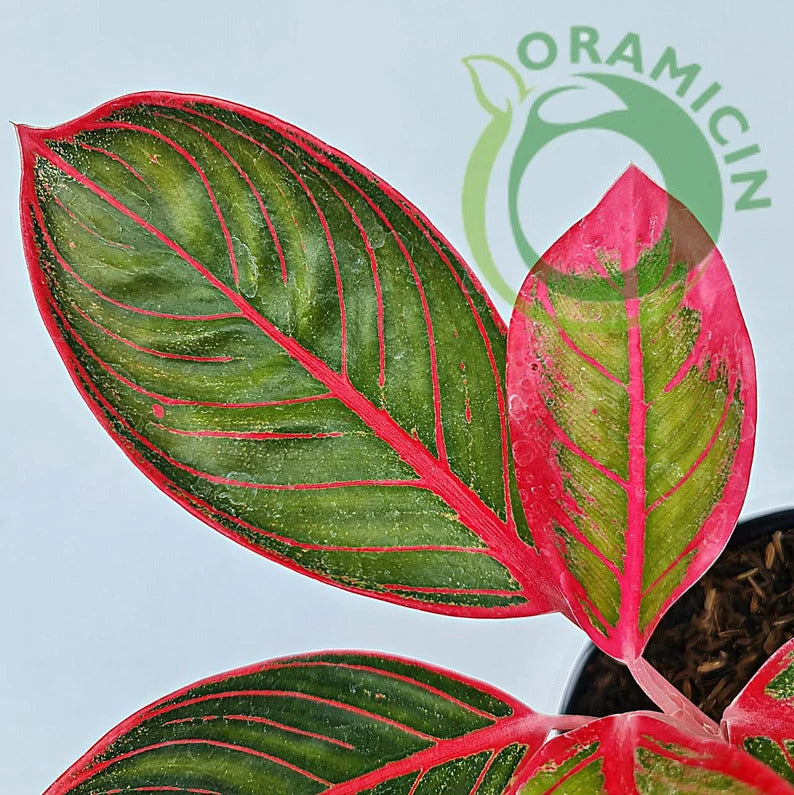 aglaonema khanza red Aglaonema Khanza