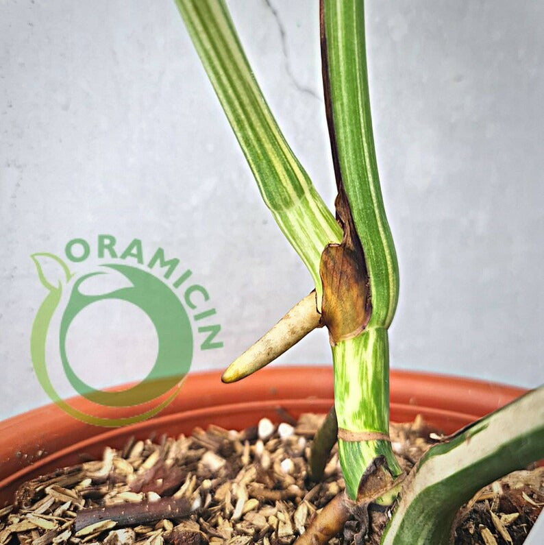 Monstera Albo Variegated SMALL ORAMICIN