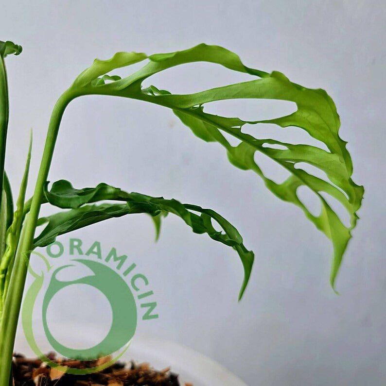 Monstera Obliqua Peru Tropical Plants ORAMICIN
