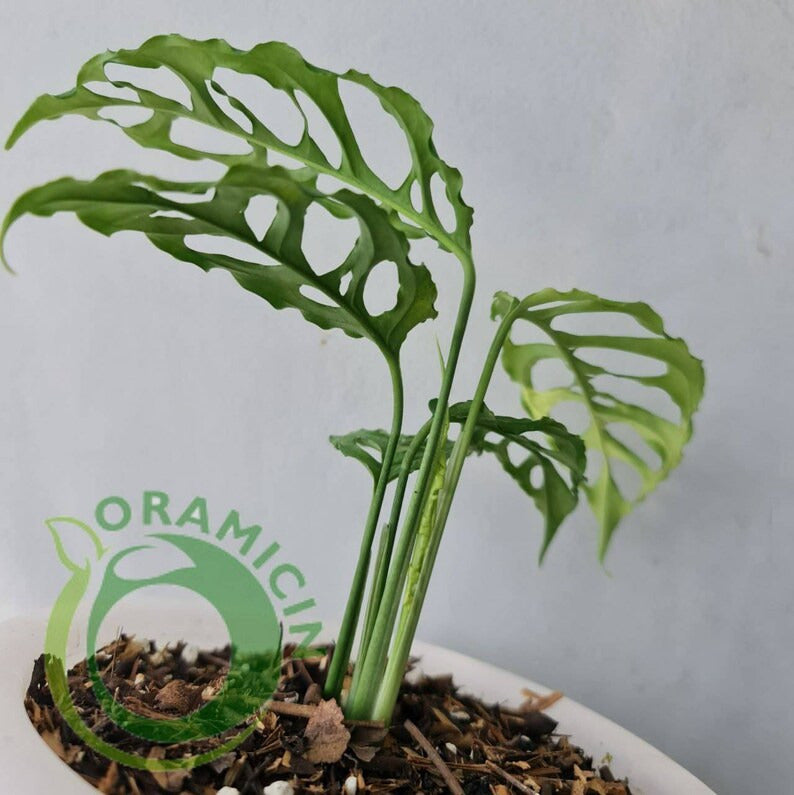 Monstera Obliqua Peru Tropical Plants ORAMICIN