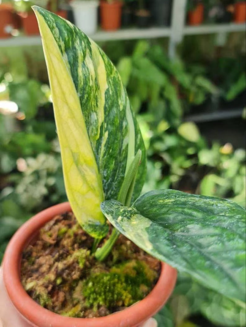 monstera variegated peru Monstera Peru Variegated - Monstera Karstenianum - Grower’s Choice