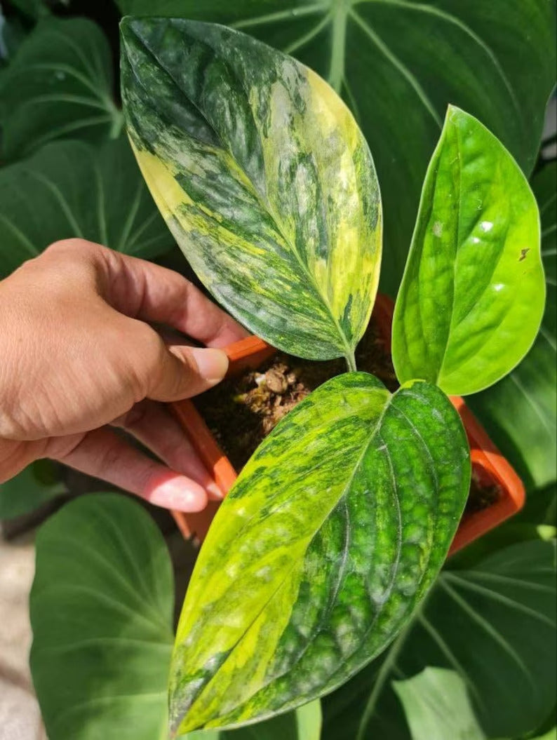 monstera peru yellow leaves Monstera Karstenianum Variegated (Peru Variegated) – oramicin