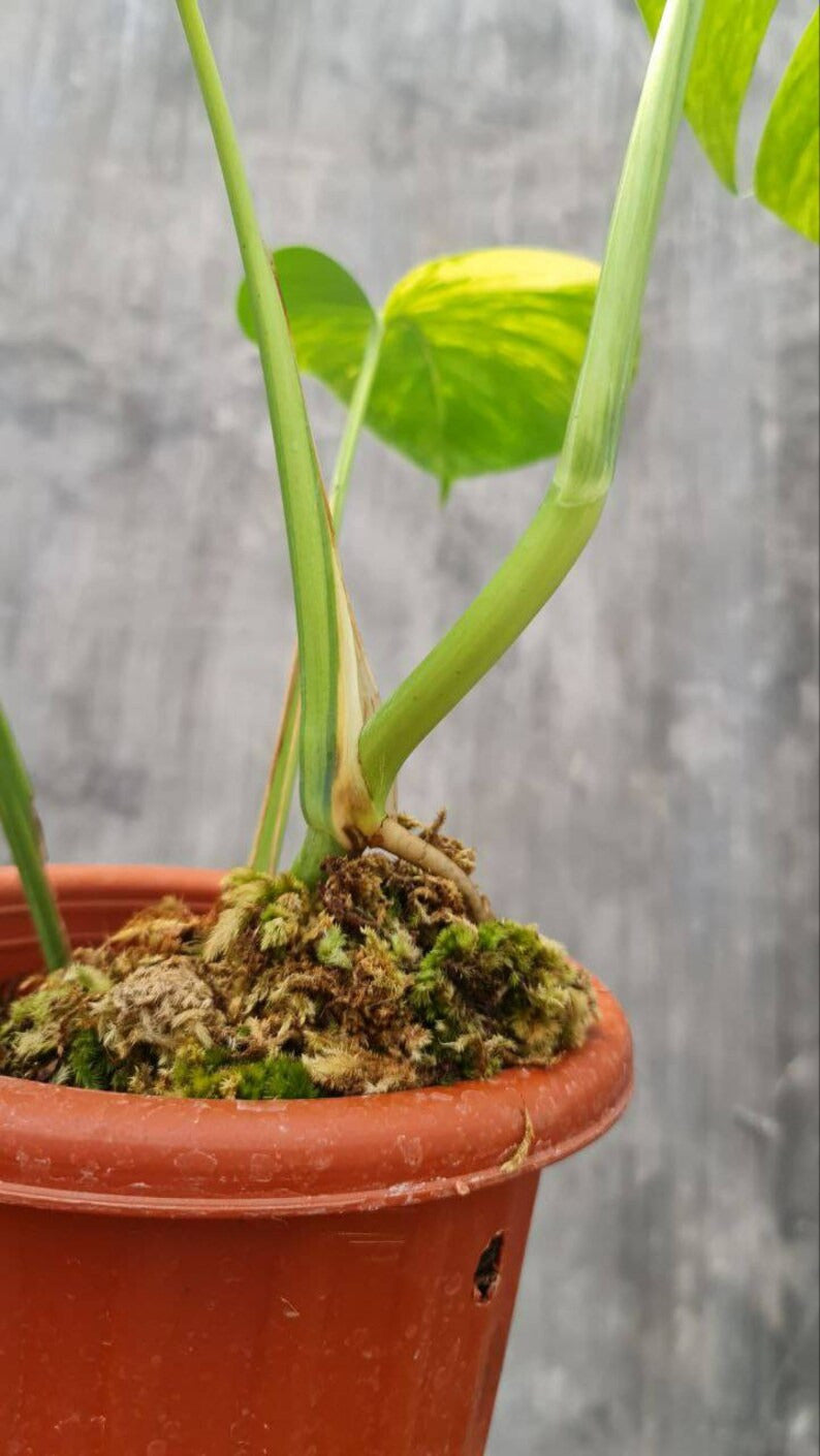 Monstera Aurea SMALL ORAMICIN