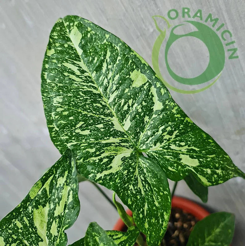 Syngonium Panda Galaxy War Variegated Tropical Plants ORAMICIN
