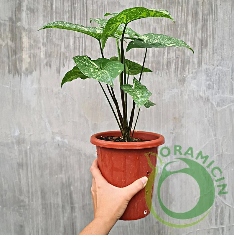Syngonium Panda Galaxy War Variegated Tropical Plants ORAMICIN