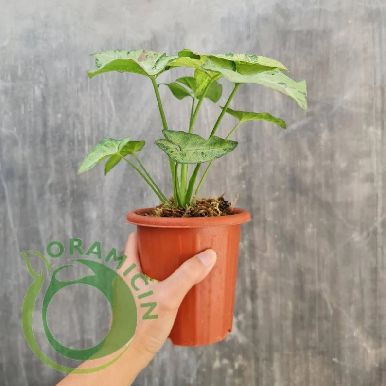 Syngonium Confetti 삼색 잡색 열대 식물 ORAMICIN