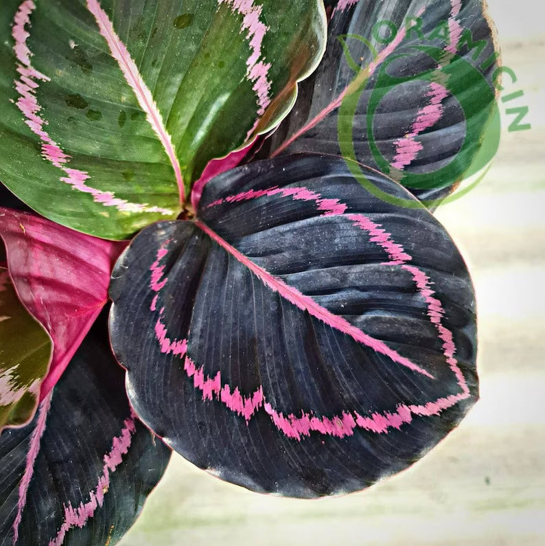 Calathea Dottie 블랙 립스틱 열대 식물 ORAMICIN