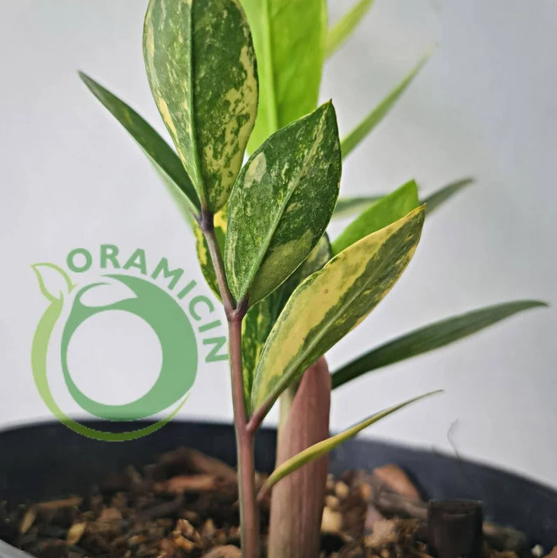 Zamiaculcas Zamiifolia Variegated Tropical plants ORAMICIN