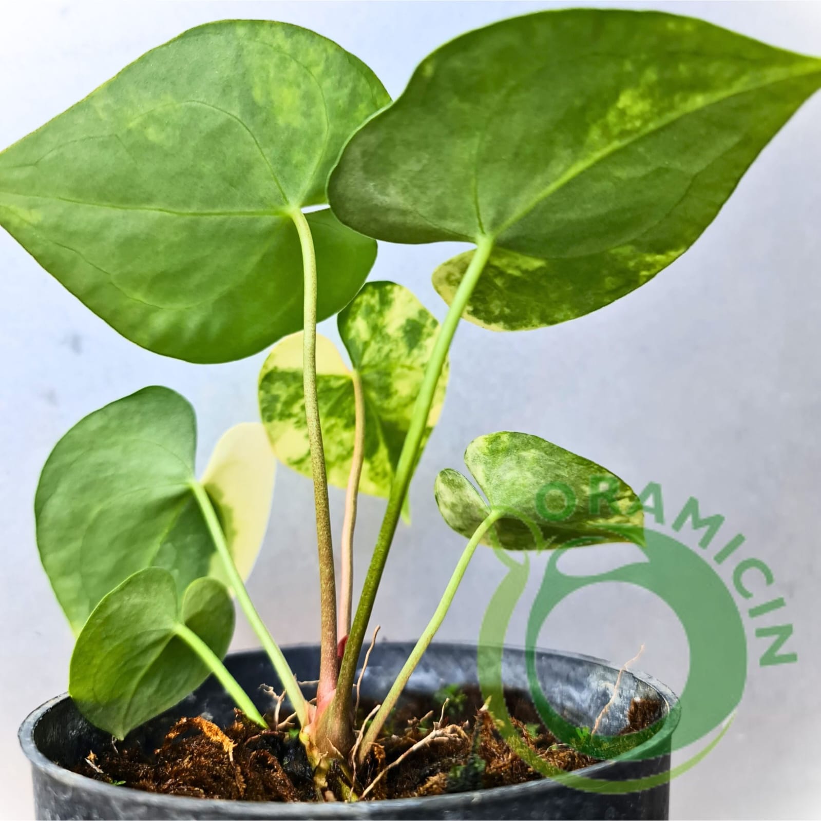anthurium clarinervium etsy Anthurium Crystallinum Variegated