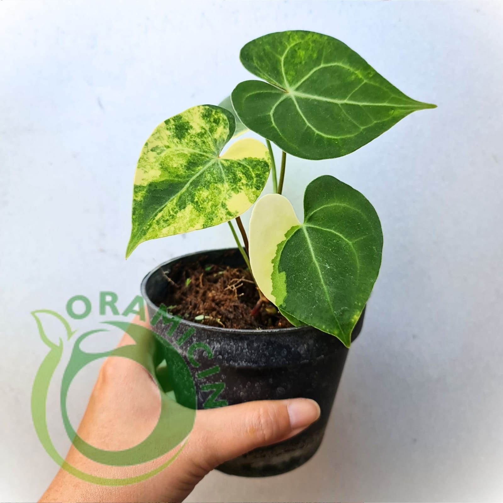 anthurium clarinervium mexico Anthurium Clarinervium Variegated – oramicin