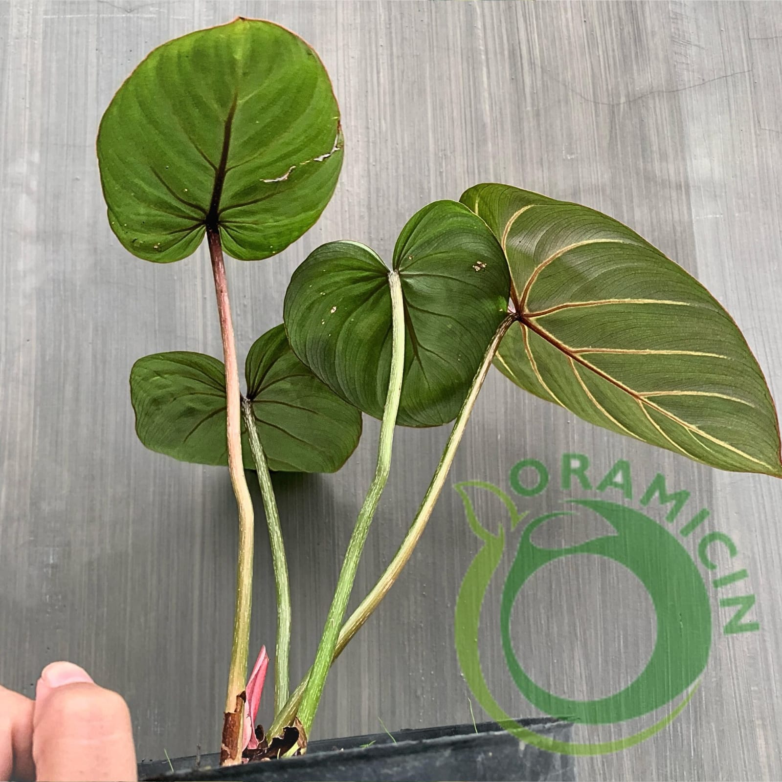 philodendron gloriosum white vein Philodendron Gloriosum White Vein – oramicin
