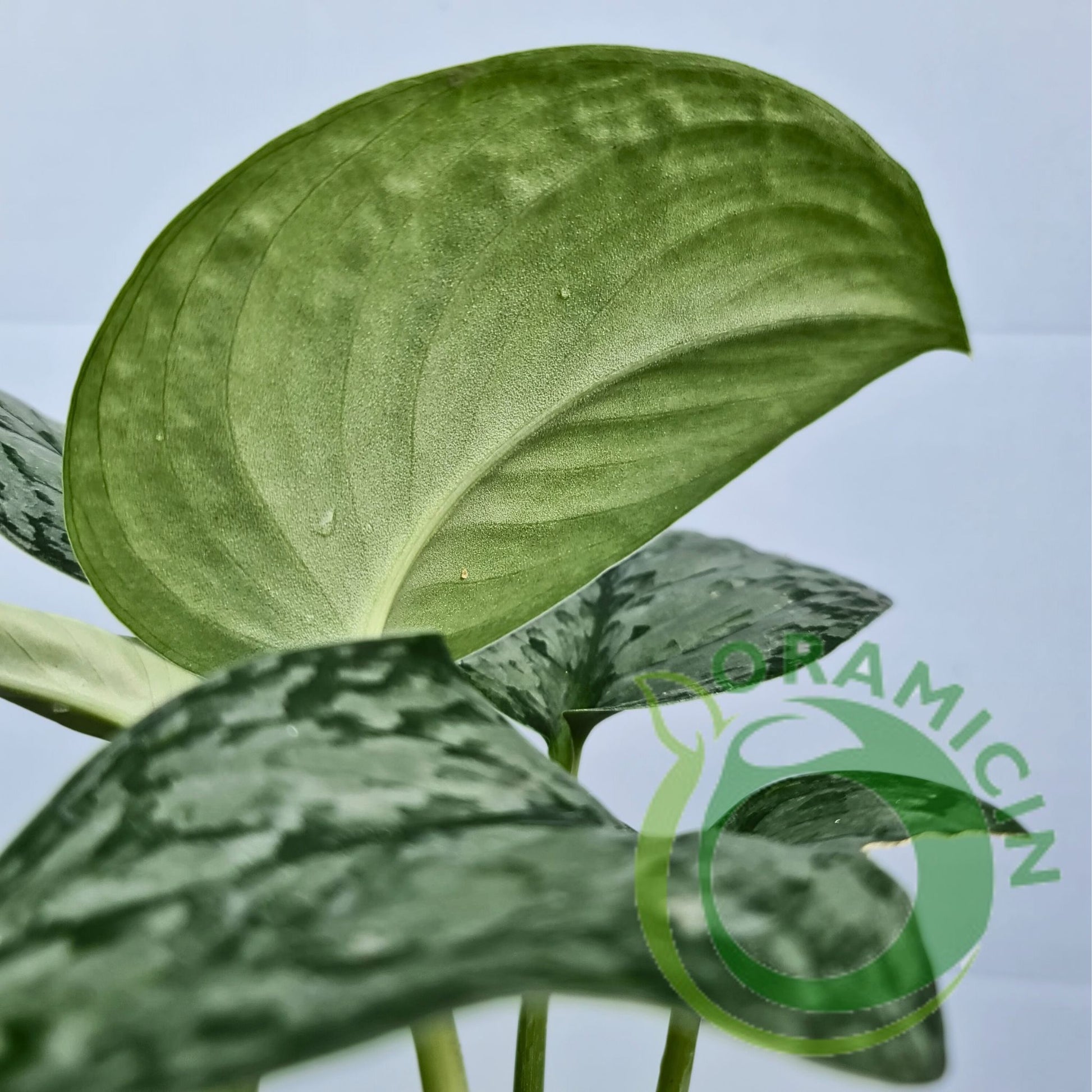 pothos silver queen Scindapsus Silver Queen – oramicin