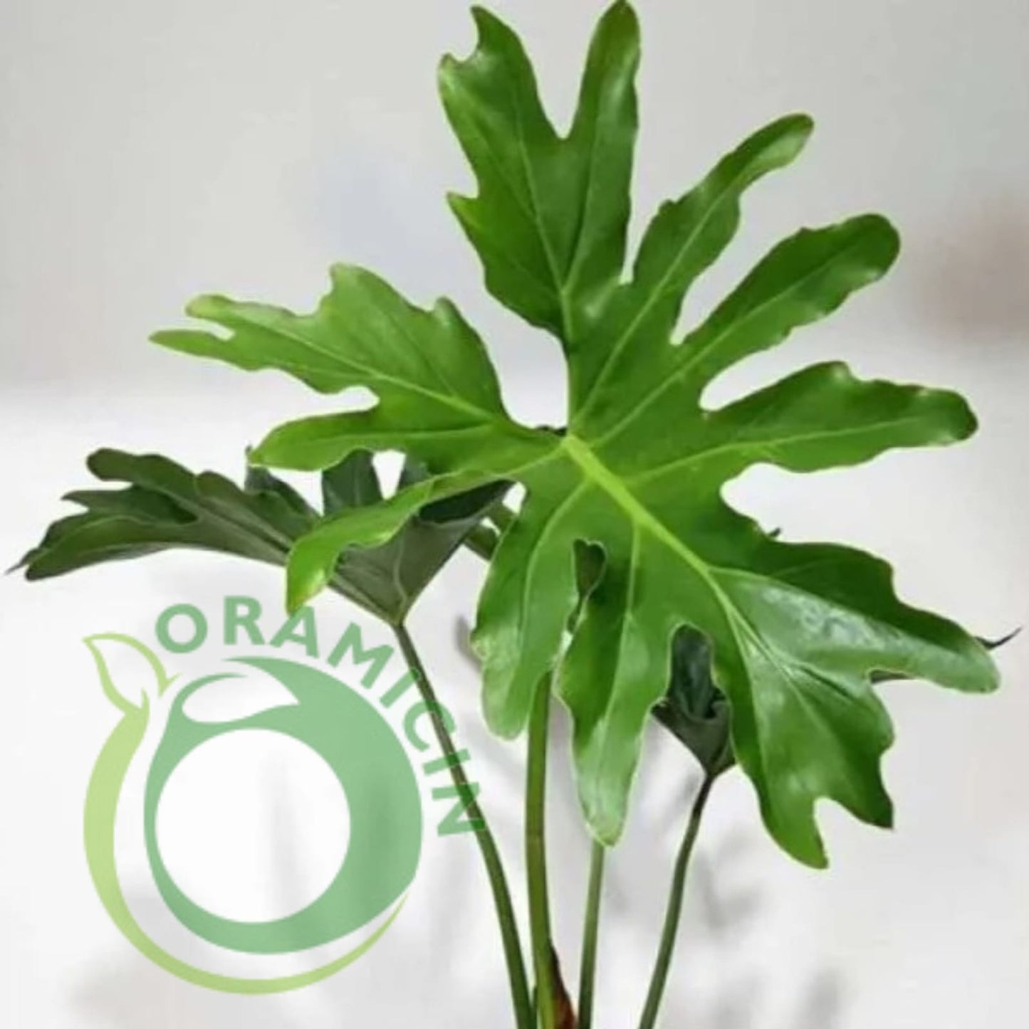 Tropical Plants ORAMICIN