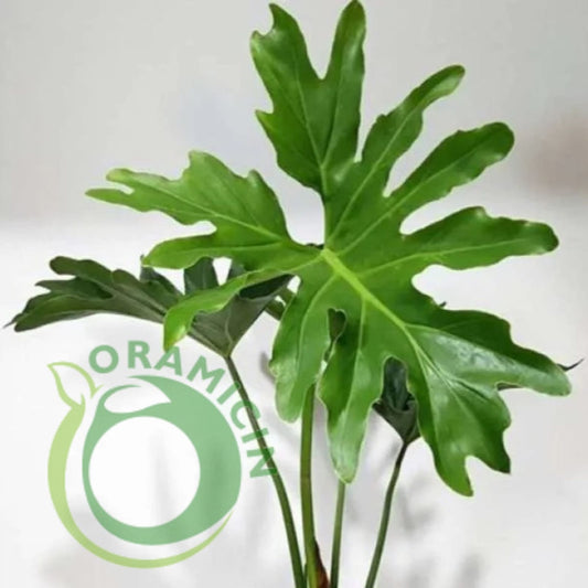Tropical Plants ORAMICIN
