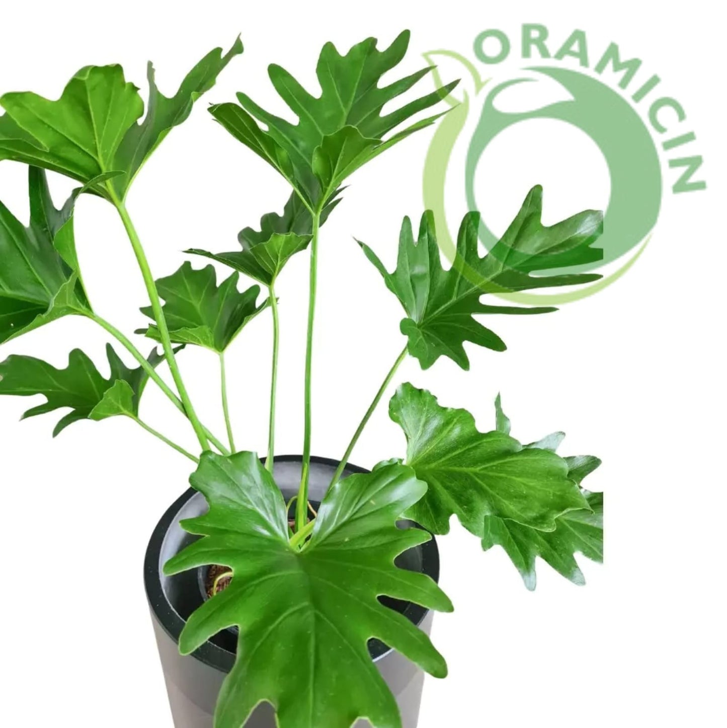 Tropical Plants ORAMICIN