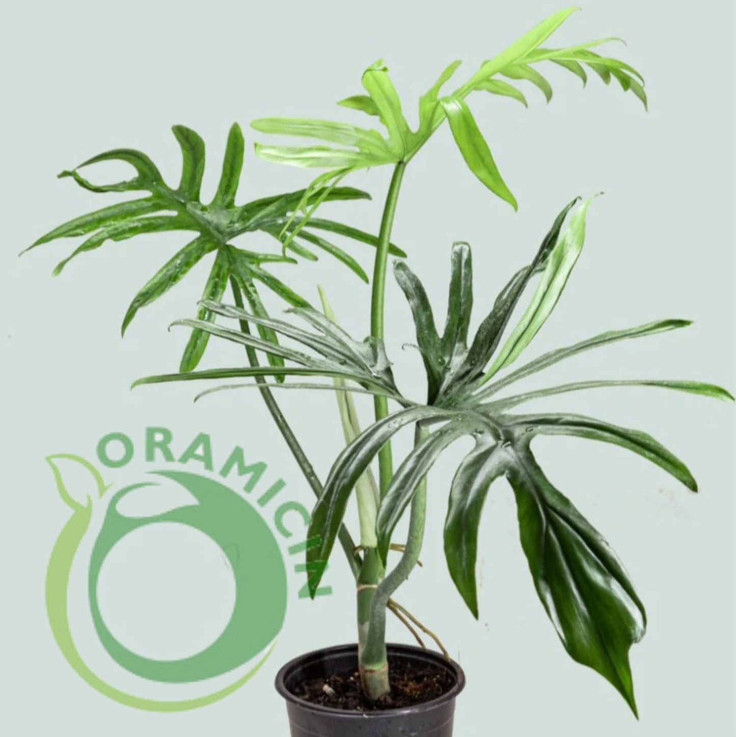 Philodendron Elegans Tropical Plants ORAMICIN