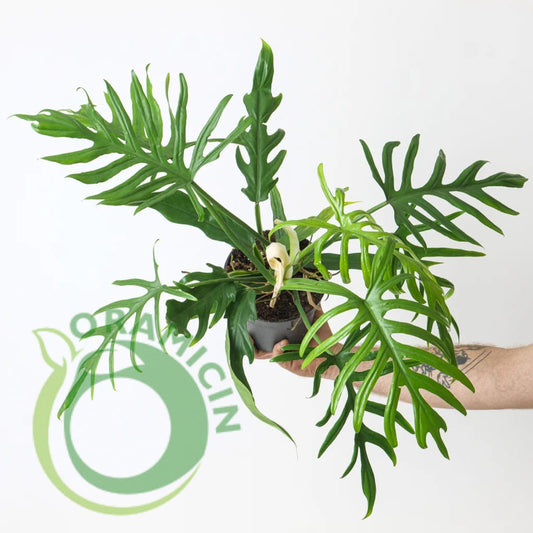 Philodendron Elegans Tropical Plants ORAMICIN