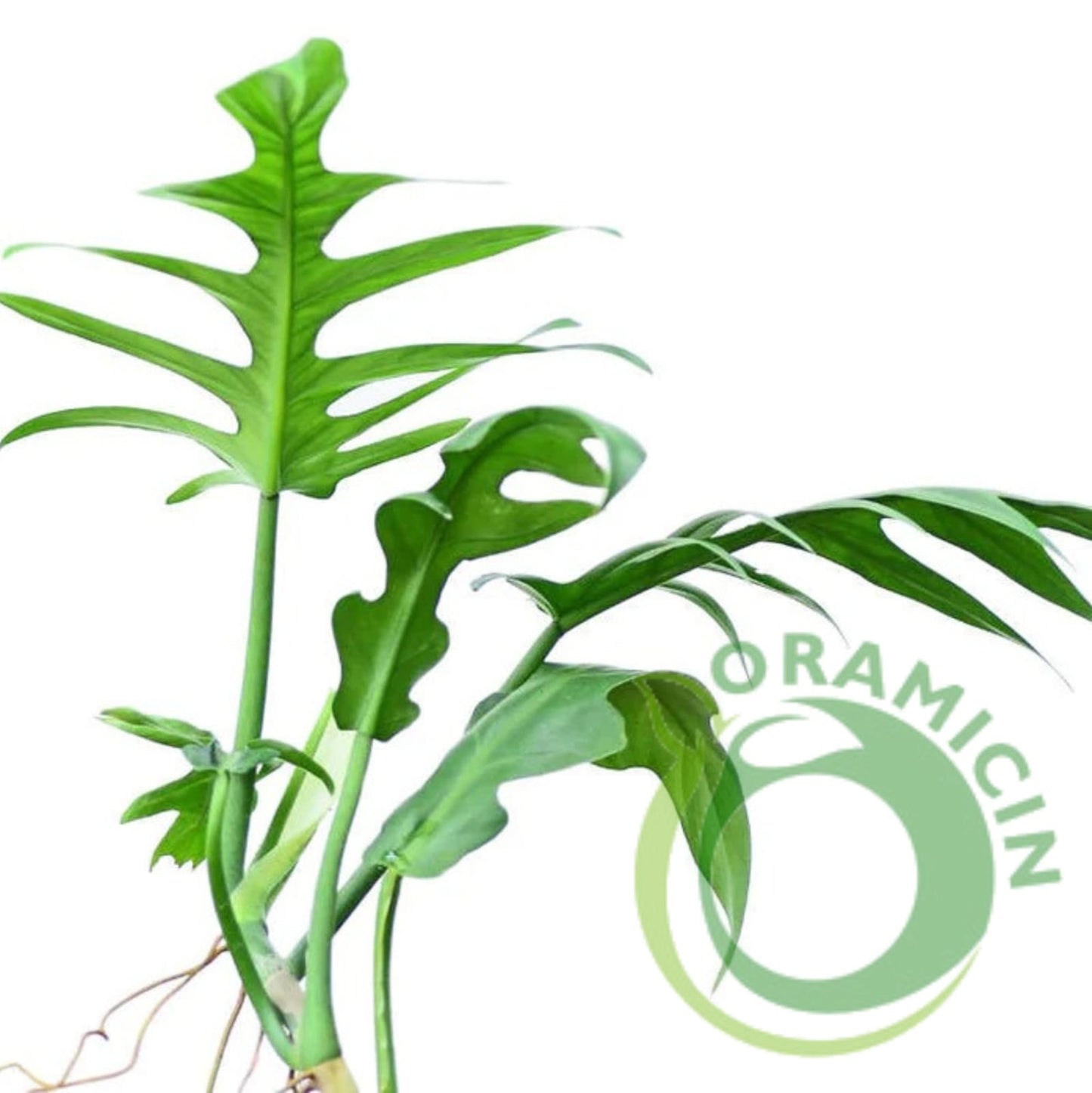 Philodendron Elegans Tropical Plants ORAMICIN