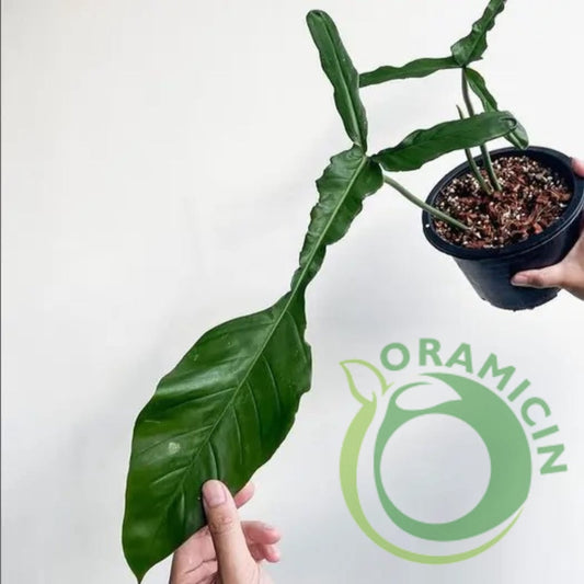 Philodendron Joepii Tropical Plants ORAMICIN